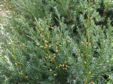 サビナ ページ [2] 世界百科事典の知識