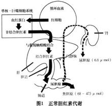 腸肝循環 ページ [1] 世界百科事典の知識