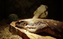 Eremias multiocellata ページ [1] 世界百科事典の知識